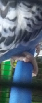 Coco con bolla su zampa